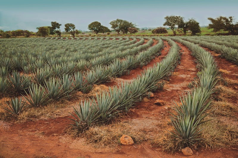 Venta de sulfato de cobre | Quimicos Aguila